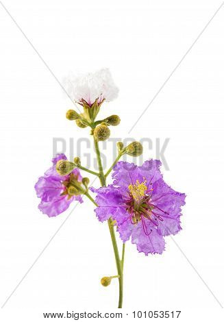 Cananga Flower