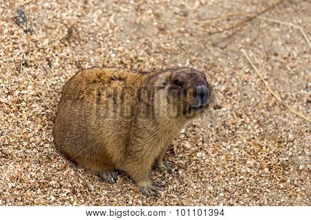 Alpine Marmot (marmota Marmota)