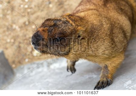 Alpine Marmot (marmota Marmota) In The Aviary Zoo. The Protagonist Of The Beautiful Tradition - Grou