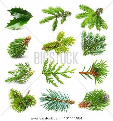 Evergreen tree branch set isolated on white background.