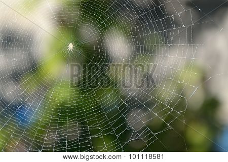 Spider