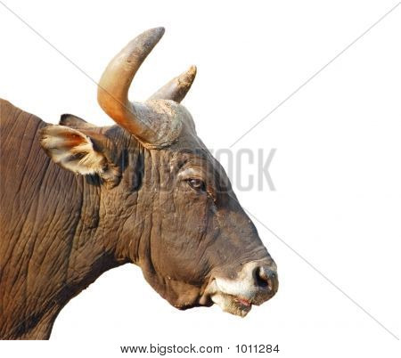 Isolerede tyr hoved