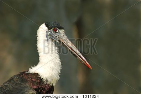 Ulliga spetsig Stork