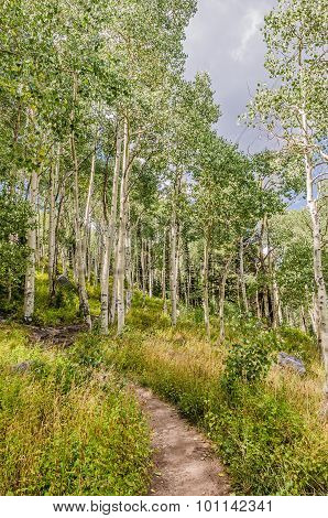 Path Through The Aspen