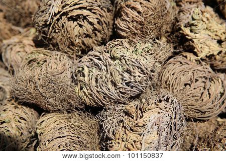 Rose of Jericho