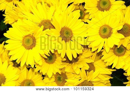 Yellow Flowers For Backgound