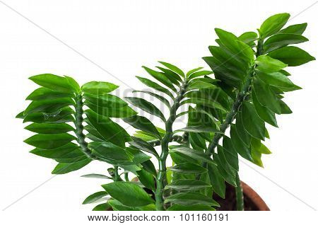 Tropical Plant