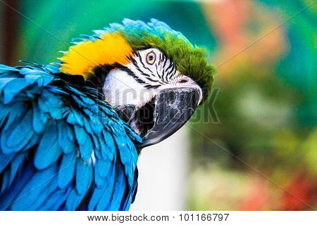 Parrot Macaws ( Ara Ararauna)