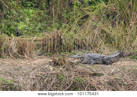 Crocodile Are Semiaquatic And Tend To Congregate In Freshwater Habitats Such As River, Lakes, Wetlan