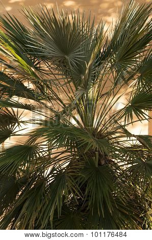 Plant Palm.