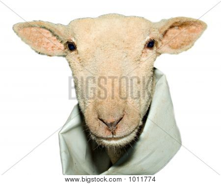 Lamb