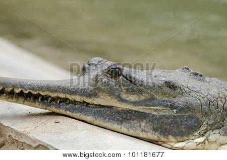 Crocodile Are Semiaquatic And Tend To Congregate In Freshwater Habitats Such As River, Lakes, Wetlan