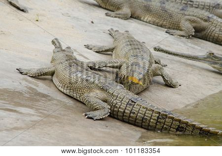 Crocodile Are Semiaquatic And Tend To Congregate In Freshwater Habitats Such As River, Lakes, Wetlan