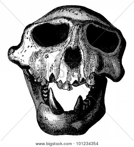 Langur monkey skull of the Miocene period, vintage engraved illustration. Earth before man 1886.