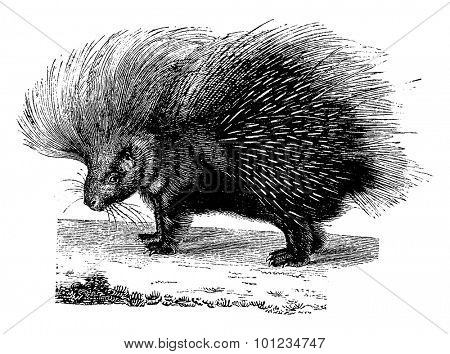 Porcupine, vintage engraved illustration. Natural History of Animals, 1880.