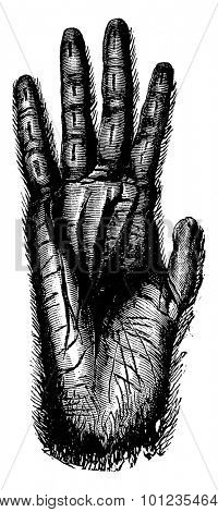 Hand of gorilla, vintage engraved illustration. Earth before man - 1886.