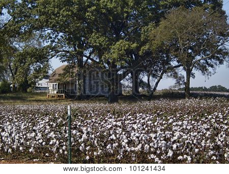 Alabama Cotton Field Crops and Old Farm House