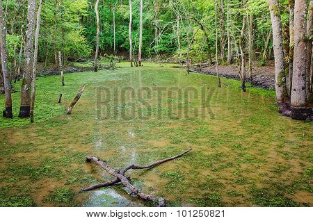 forest lake with standing water