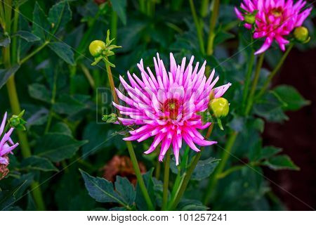 Beautiful Dahlia In The Garden