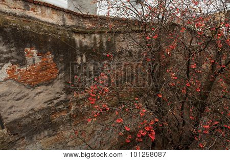 Tree In Front Of Old Bricked And Plaster Wall.