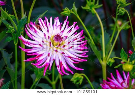 Beautiful Dahlia In The Garden