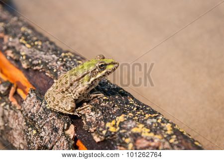Frog And A Log, Ahtuba, Russia