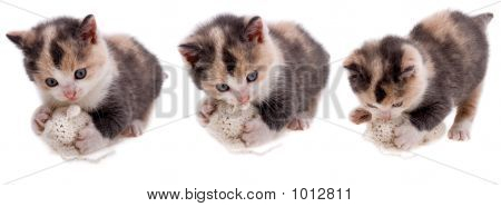 Kot