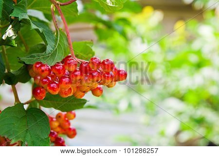 Close Up Of Bunch Of Red Berries Of A Guelder Rose Or Viburnum Opulus Shrub.