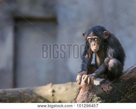 Little Chimpanzee In Deep Thoughts Or Meditation