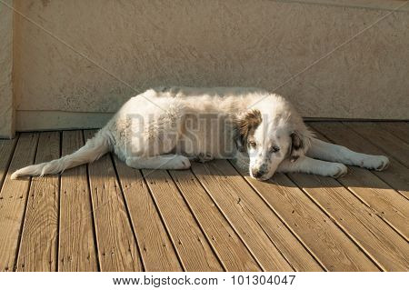 Puppy