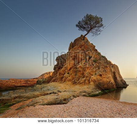A Tree On A Rocky Island In The Sea