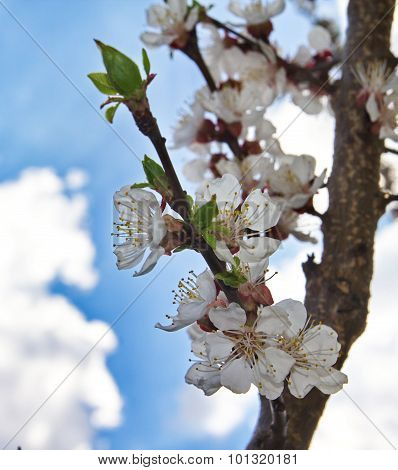Blooming apricot.