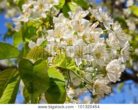 Blooming cherry.