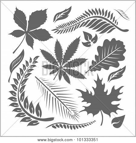 Leaf collection - vector set