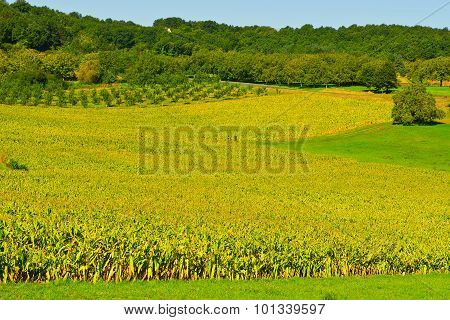 Plantation Of Corn