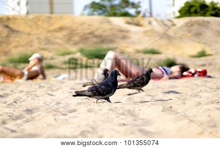 Group Ofhungry Pigeons Walking On Sandy Beach