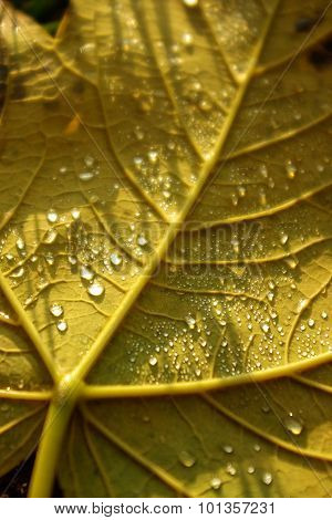 Autumn maple leaf