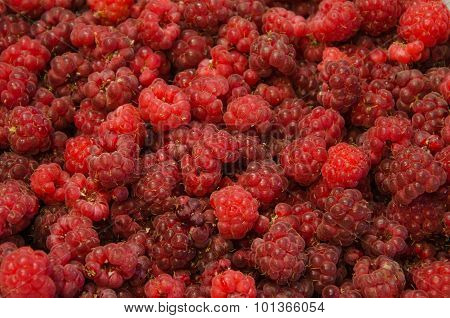 Raspberry fruit background