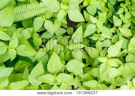 Green Leaf