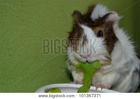 guinea pigs