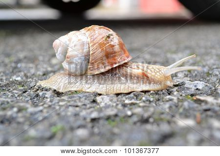 Snail on the road