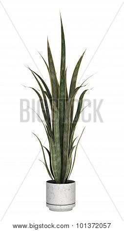 Sansevieria On White