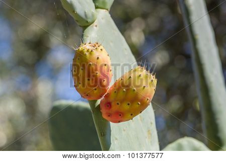Fruits of prickly pear cactus