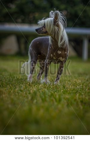 Chinese Crested Dog sitting on green grass.