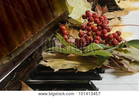 Maple Leaves On A Piano