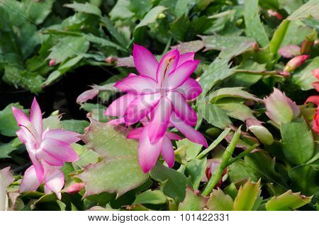 Close Up Christmas Cactus (schlumbergera)