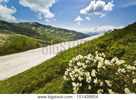 white flowers in summer mountains with big grass valley