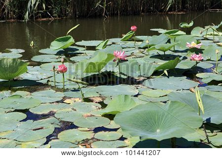 Indian Lotus Flower In The Firth