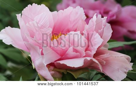 Peony In The Garden