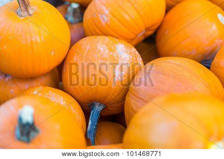 Pile of small pie pumpkins at the Farmer's amrket.